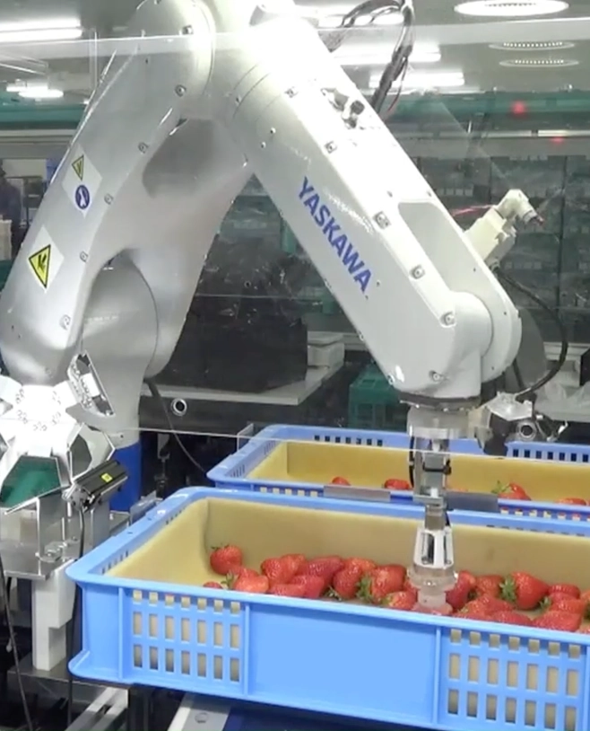Automation of Strawberry Sorting and Packaging