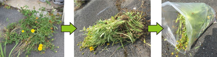 coreopsis lanceolata